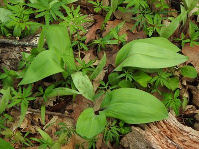 Allium tricoccum, photographed by Liren Varghese
