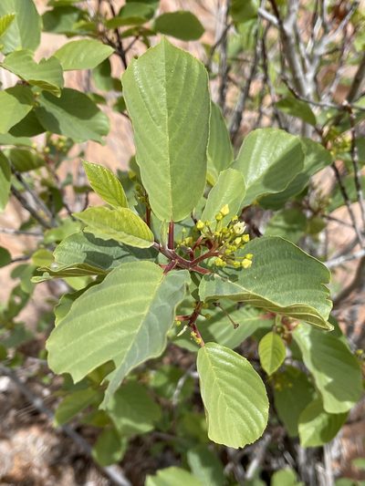 Frangula obovata, photographed by Robbie Hannawacker