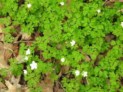 Enemion biternatum, photographed by Liren Varghese