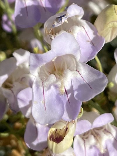Penstemon fruticiformis, photographed by Dee Shea Himes