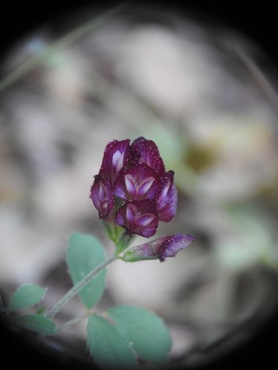 Trifolium grandiflorum, photographed by Yves Bas