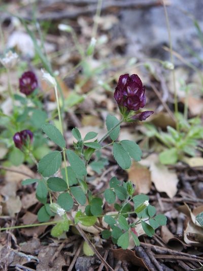 Trifolium grandiflorum, photographed by Yves Bas