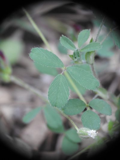 Trifolium grandiflorum, photographed by Yves Bas