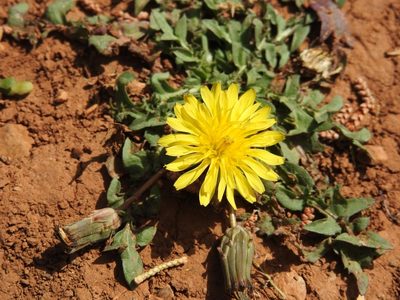 Taraxacum aleppicum, photographed by Yves Bas