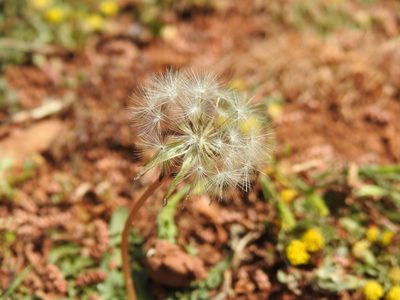 Taraxacum aleppicum, photographed by Yves Bas