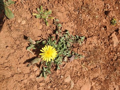 Taraxacum aleppicum, photographed by Yves Bas