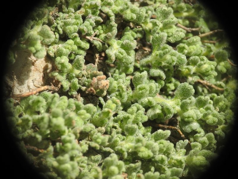 Teucrium alpestre, photographed by Yves Bas