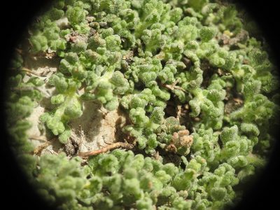 Teucrium alpestre, photographed by Yves Bas