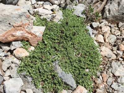 Teucrium alpestre, photographed by Yves Bas