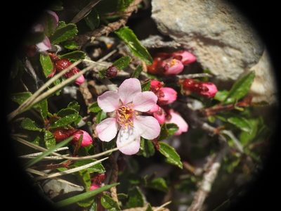 Prunus prostrata, photographed by Yves Bas