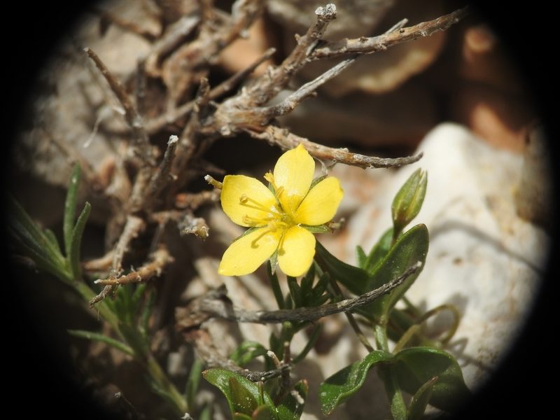 Lysimachia serpyllifolia, photographed by Yves Bas