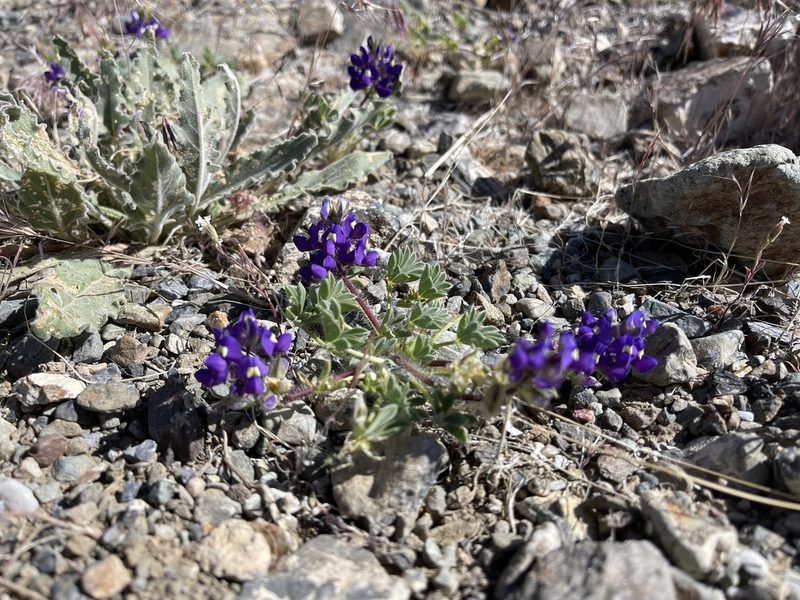 Lupinus flavoculatus, photographed by Dee Shea Himes