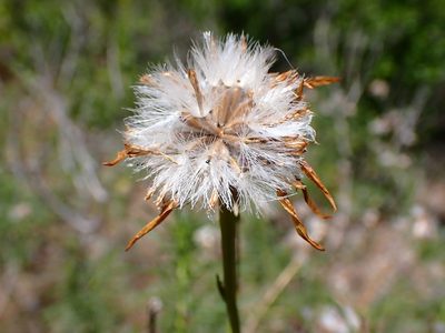 Ericameria linearifolia