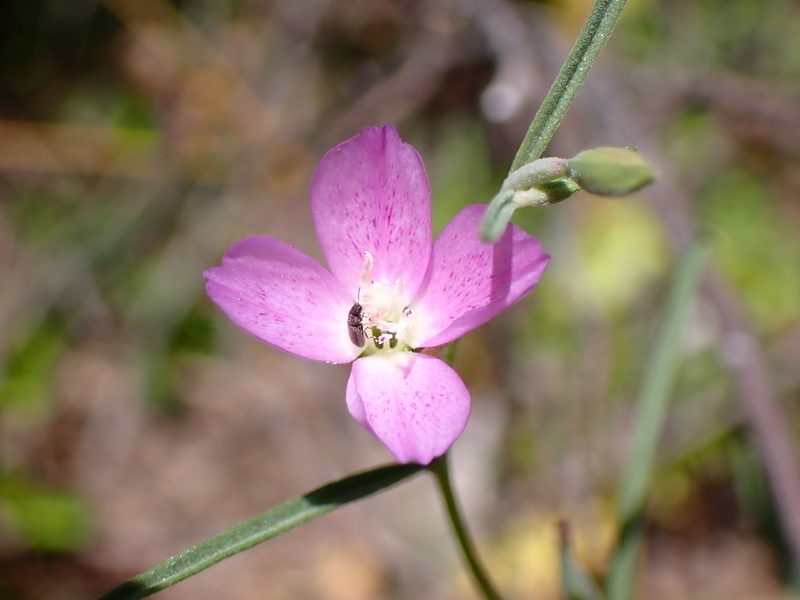 Clarkia affinis, photographed by Cricket Raspet