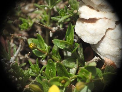 Lysimachia serpyllifolia, photographed by Yves Bas