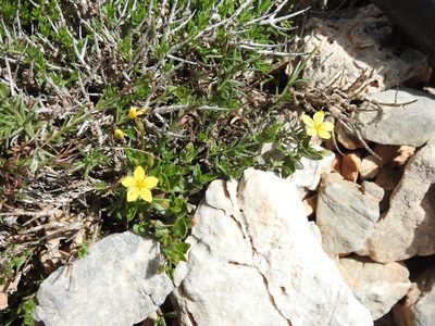Lysimachia serpyllifolia, photographed by Yves Bas