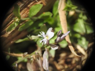 Polygala venulosa, photographed by Yves Bas
