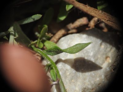 Polygala venulosa, photographed by Yves Bas