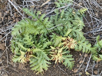 Pedicularis densiflora, photographed by Cricket Raspet