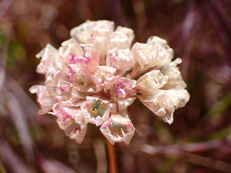 Allium serra, photographed by Cricket Raspet