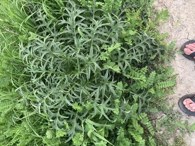 Cirsium discolor, photographed by Bryant Brumbill-Corral