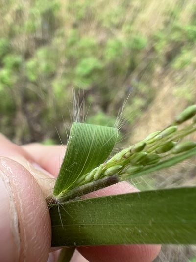 Dichanthelium commonsianum, photographed by Nathan Aaron