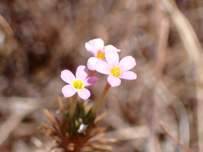 Leptosiphon ciliatus, photographed by Cricket Raspet