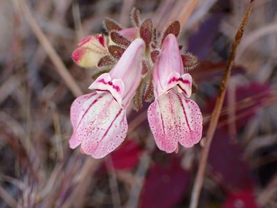 Collinsia tinctoria, photographed by Cricket Raspet