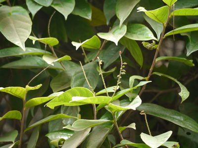 Antidesma montanum, photographed by Dinesh Valke