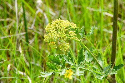 Polytaenia nuttallii, photographed by Jay Pruett