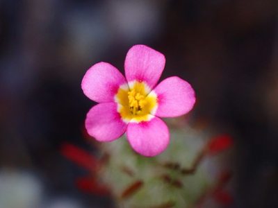 Leptosiphon ciliatus
