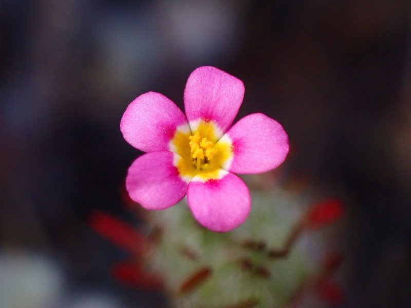 Leptosiphon ciliatus, photographed by Cricket Raspet
