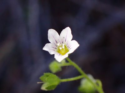 Eucrypta chrysanthemifolia, photographed by Cricket Raspet