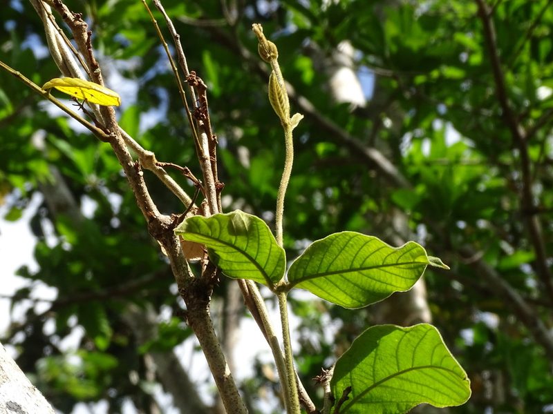 Prestonia mexicana, photographed by Alexis López Hernández