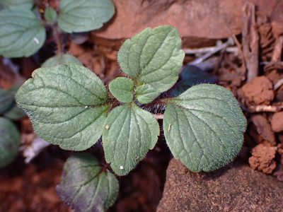 Scutellaria tuberosa, photographed by Cricket Raspet