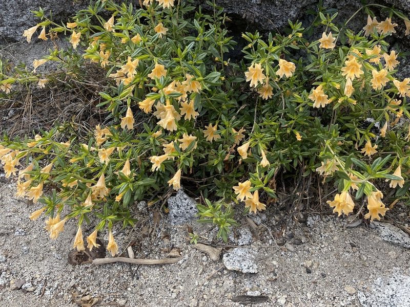 Diplacus grandiflorus, photographed by Amelia Tauber