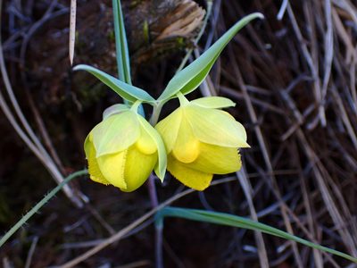 Calochortus pulchellus, photographed by Cricket Raspet