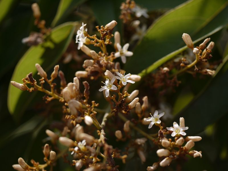 Connarus monocarpos, photographed by Dinesh Valke