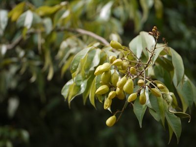 Connarus monocarpos, photographed by Dinesh Valke