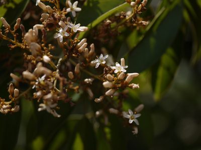 Connarus monocarpos, photographed by Dinesh Valke