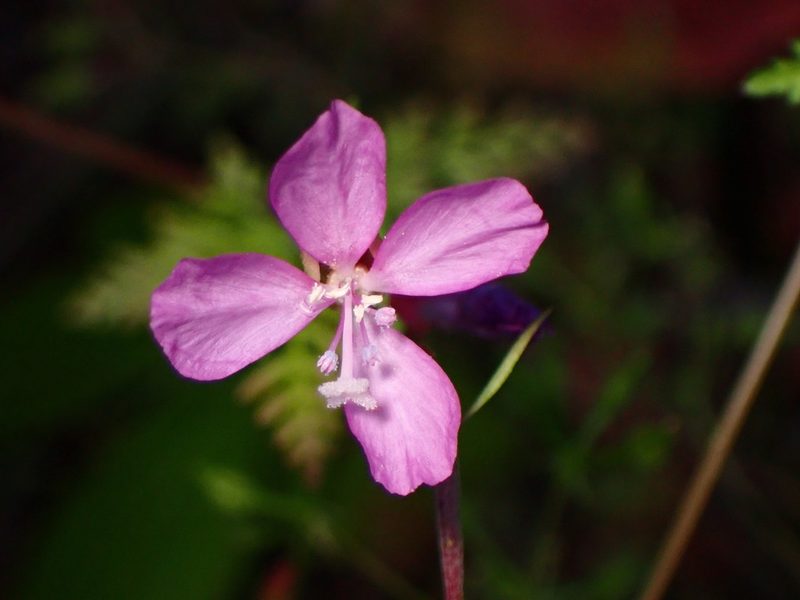 Clarkia modesta, photographed by Cricket Raspet