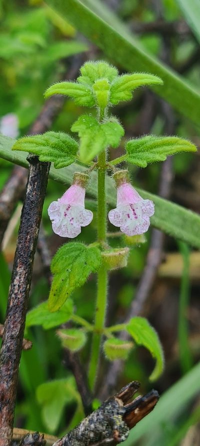 Scutellaria mollis, photographed by Vale Jenny Conolly