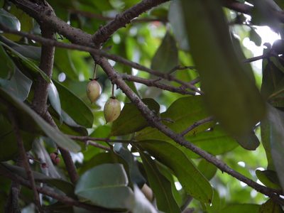 Mammea suriga, photographed by Dinesh Valke