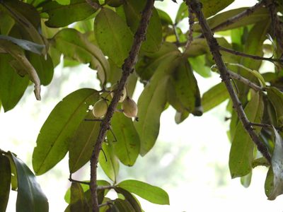 Mammea suriga, photographed by Dinesh Valke