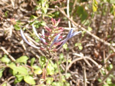 Plumbago auriculata, photographed by Jean-Paul Boerekamps