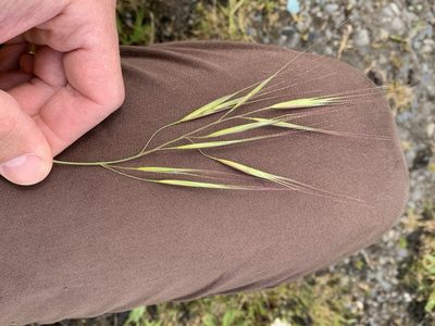 Bromus diandrus, photographed by Tom Erler