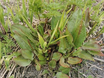 Rumex aquaticus, photographed by Валерия Ковалева