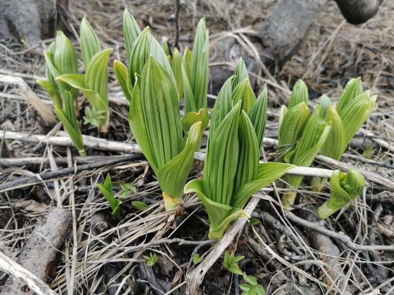 Veratrum oxysepalum, photographed by Валерия Ковалева