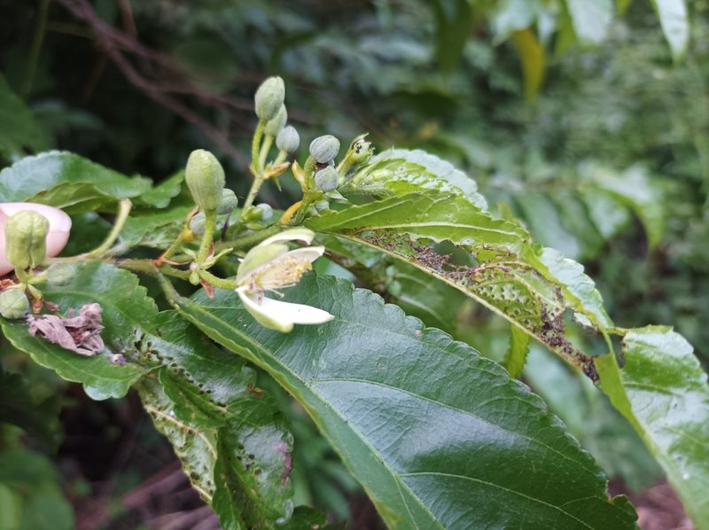 Grewia prunifolia, photographed by Dominik Maximilián Ramík