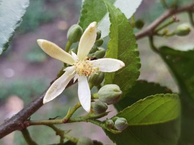 Grewia prunifolia, photographed by Dominik Maximilián Ramík